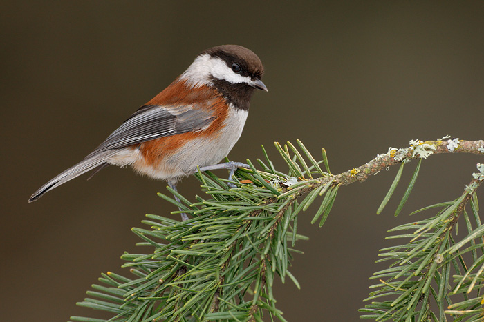 Chestnut-backed Chickadee