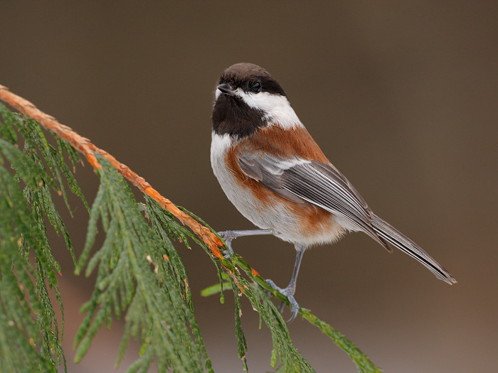 Chestnut-backed Chickadee