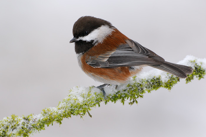 Chestnut-backed Chickadee