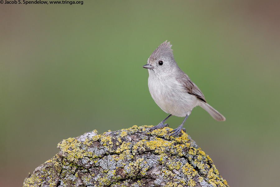 Oak Titmouse