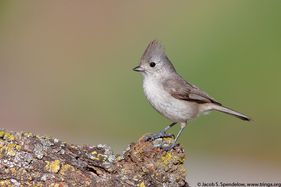 Oak Titmouse