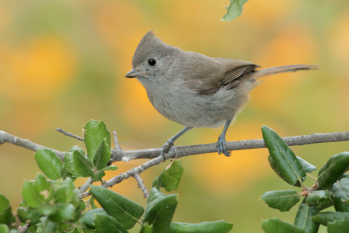 Oak Titmouse