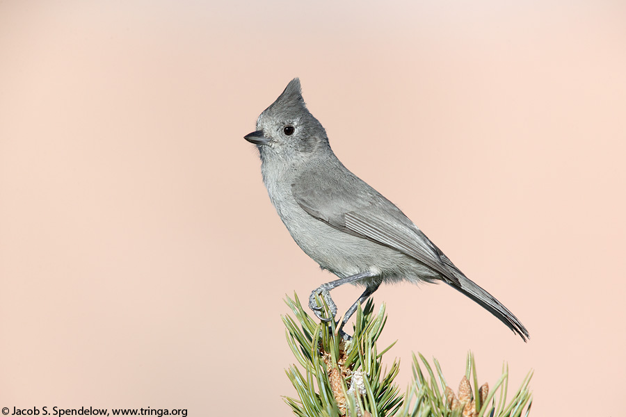 Juniper Titmouse