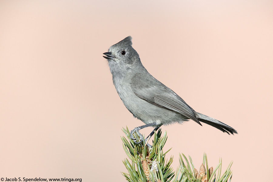 Juniper Titmouse