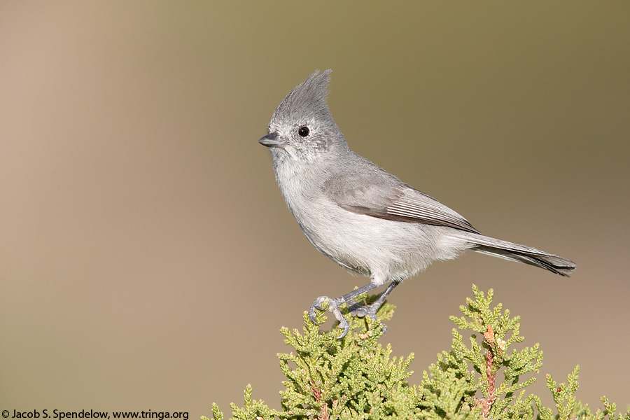 Juniper Titmouse