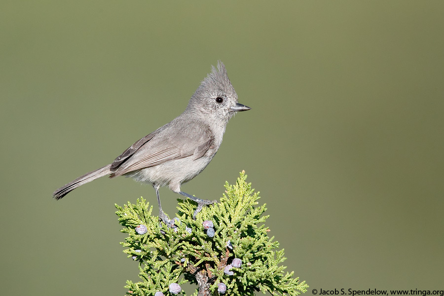 Juniper Titmouse