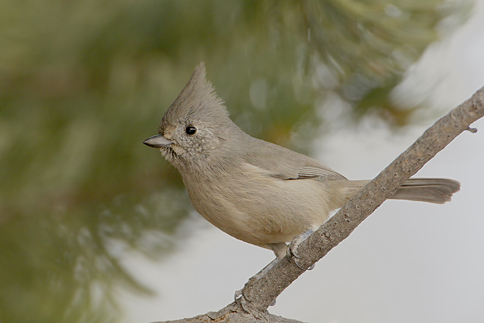 Juniper Titmouse