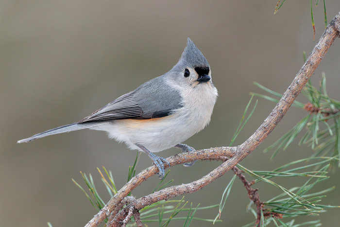 Tufted Titmouse