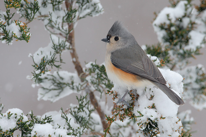 Tufted Titmouse