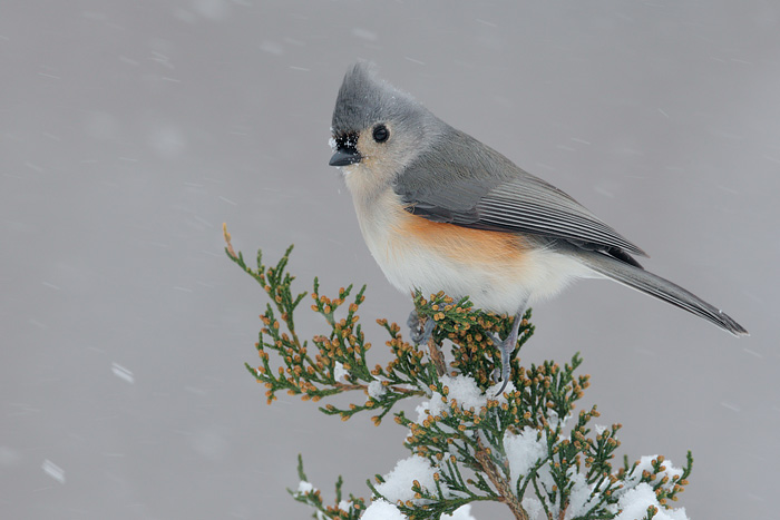 Tufted Titmouse