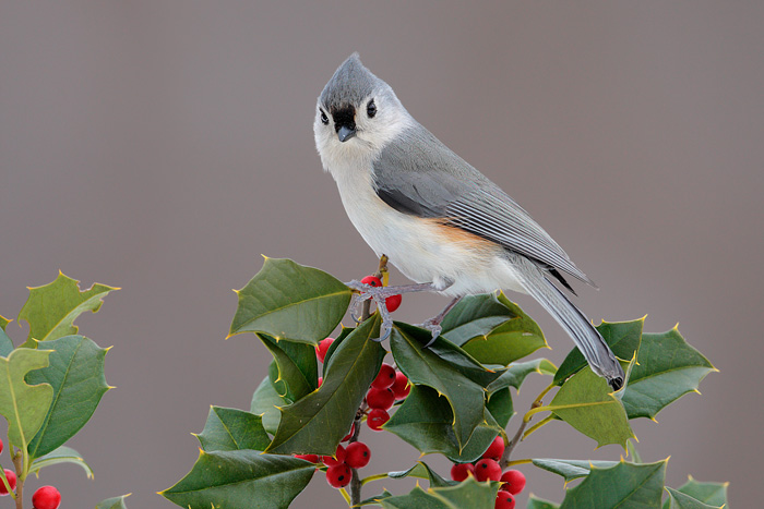 Tufted Titmouse