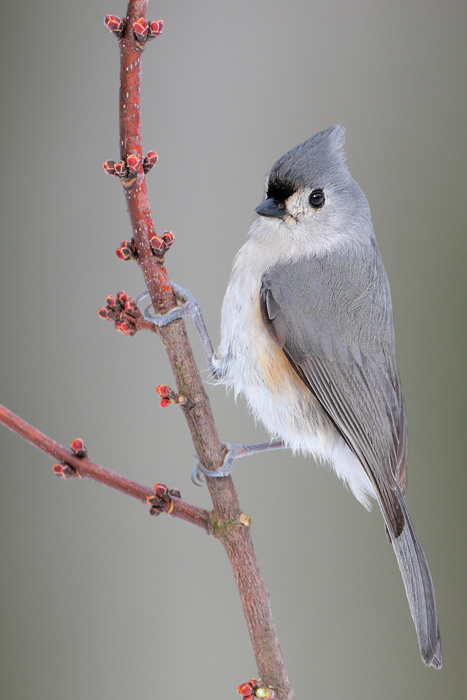 Tufted Titmouse