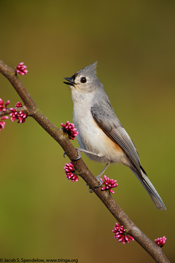 Tufted Titmouse