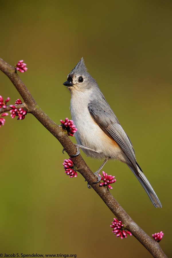 Tufted Titmouse