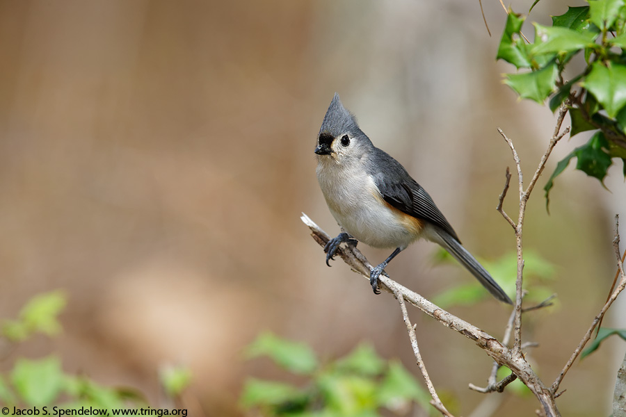 Tufted Titmouse