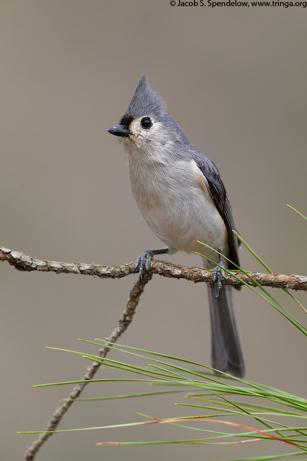 Tufted Titmouse