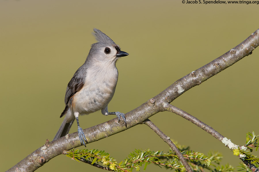 Tufted Titmouse