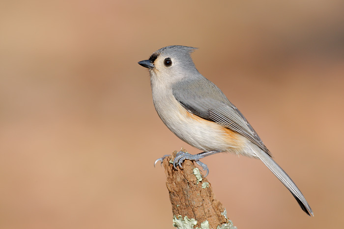 Tufted Titmouse