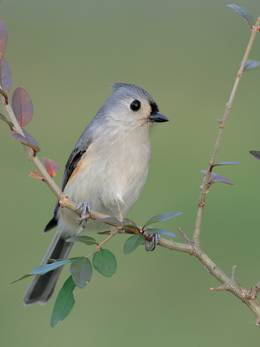 Tufted Titmouse