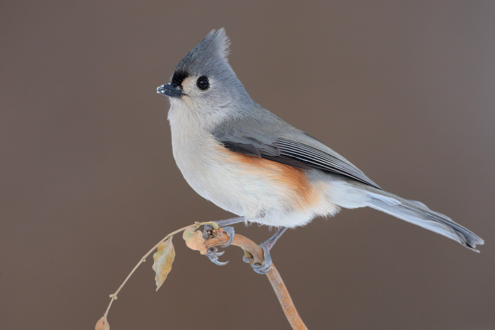 Tufted Titmouse