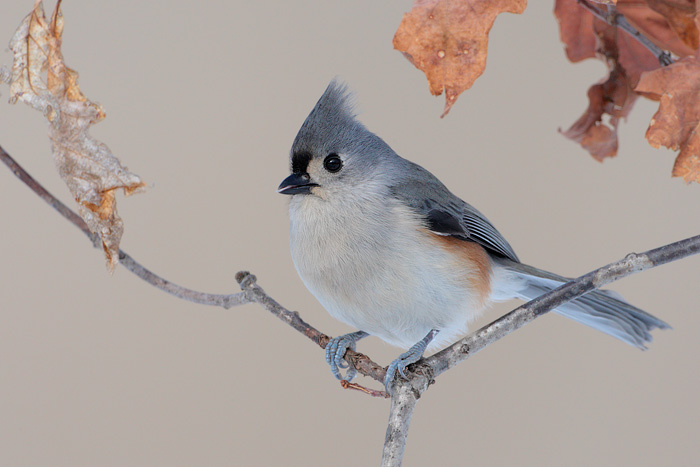 Tufted Titmouse