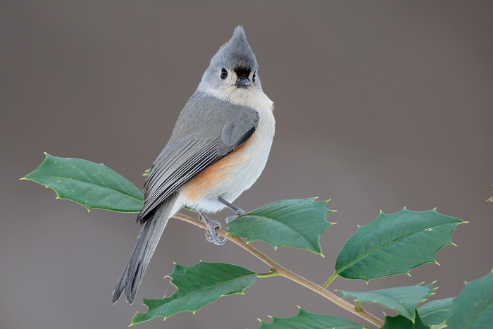 Tufted Titmouse