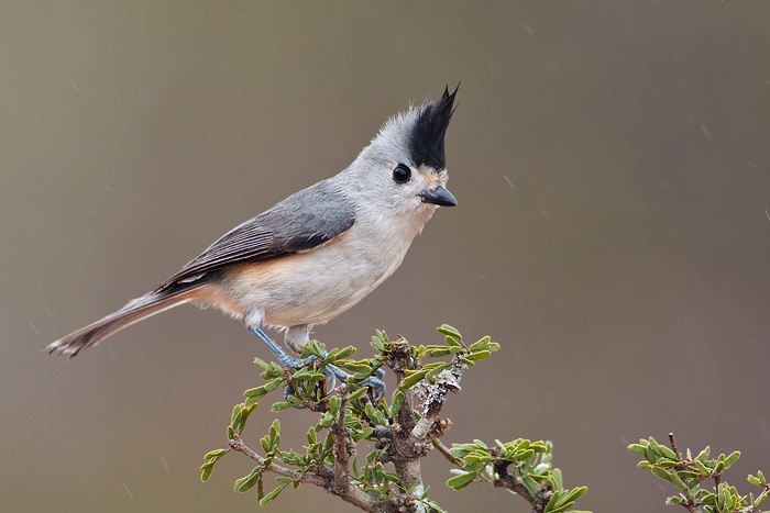 Black-crested Titmouse