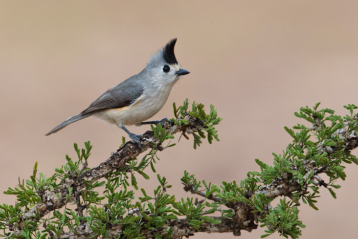 Black-crested Titmouse