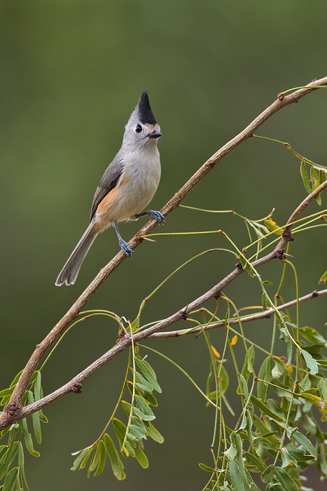 Black-crested Titmouse