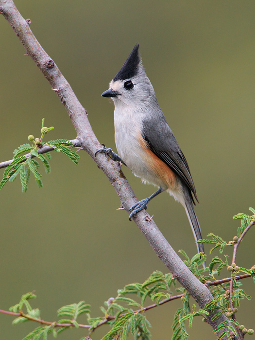 Black-crested Titmouse