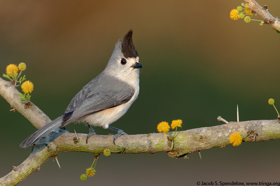 Black-crested Titmouse