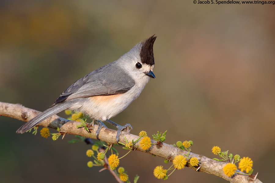 Black-crested Titmouse