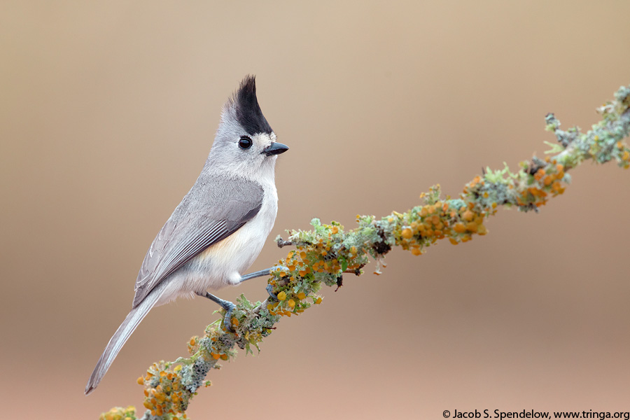 Black-crested Titmouse