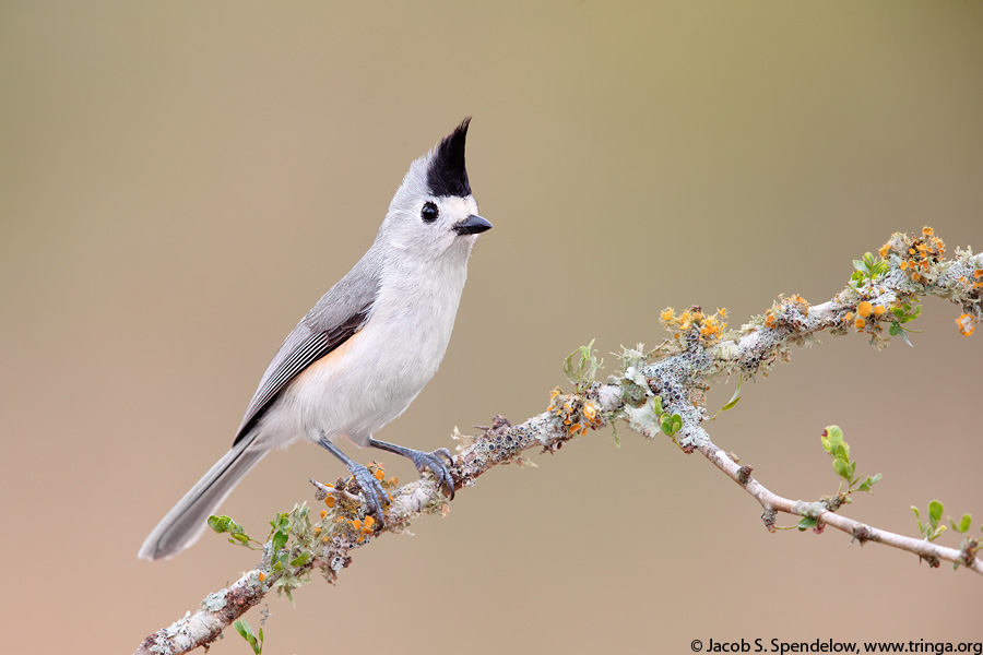 Black-crested Titmouse