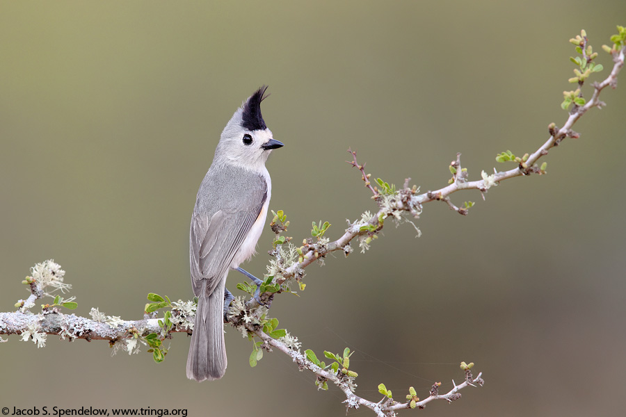 Black-crested Titmouse