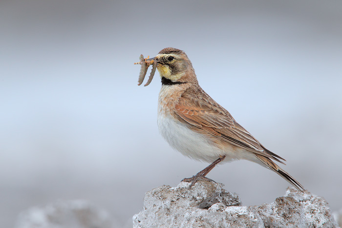 Horned Lark