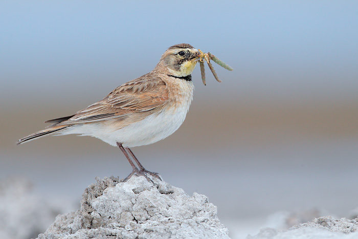 Horned Lark