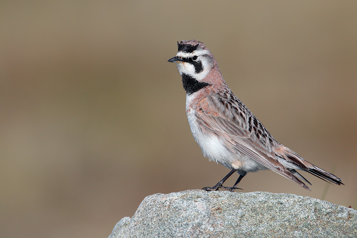 Horned Lark