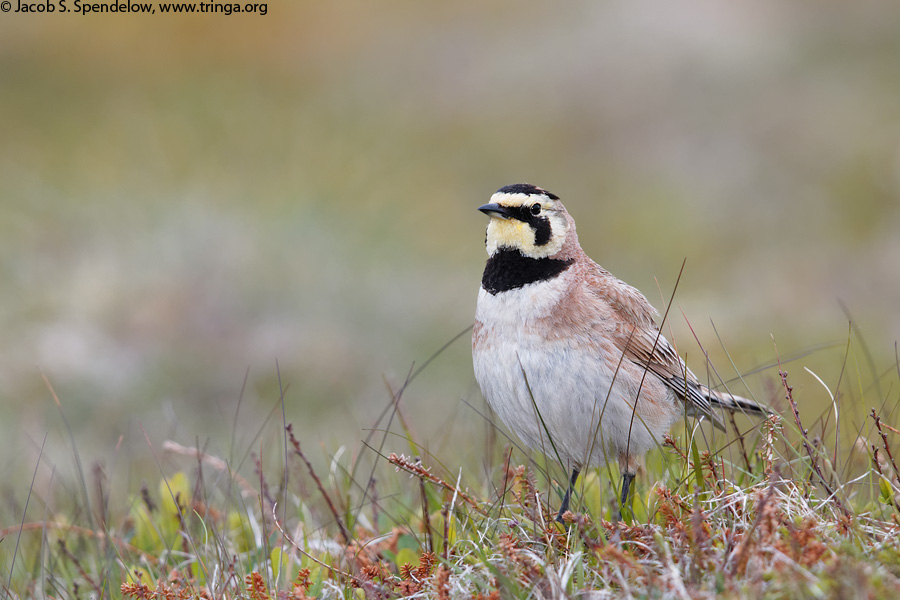 Horned Lark