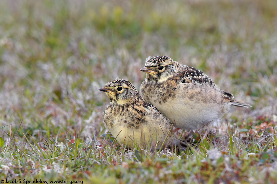 Horned Lark fledglings