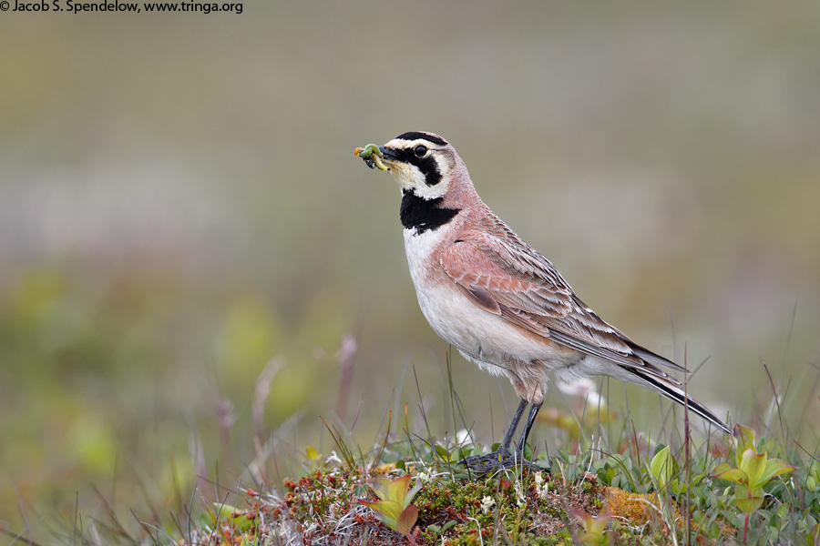 Horned Lark