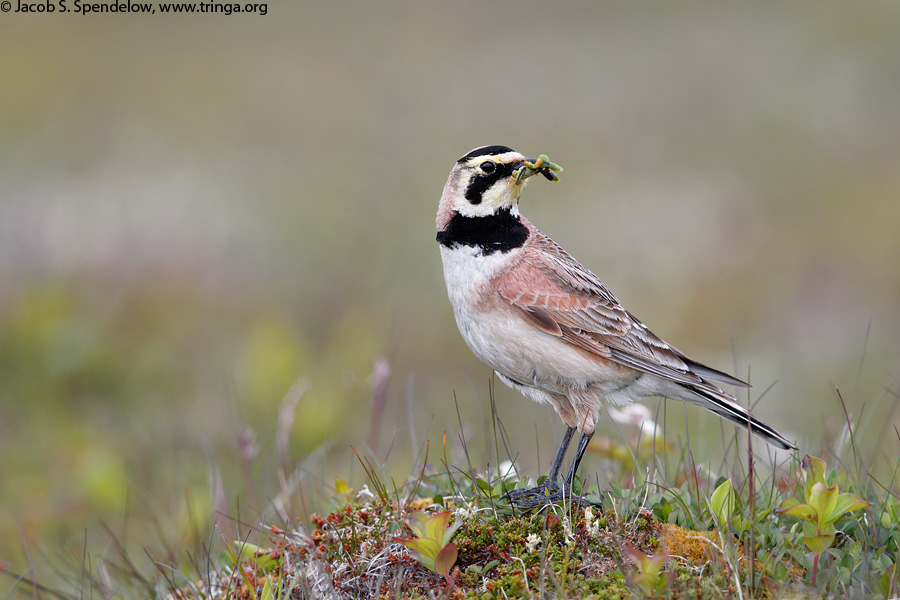 Horned Lark