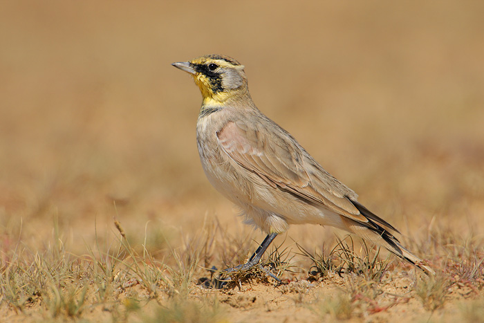 Horned Lark