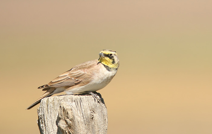 Horned Lark