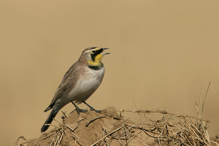 Horned Lark