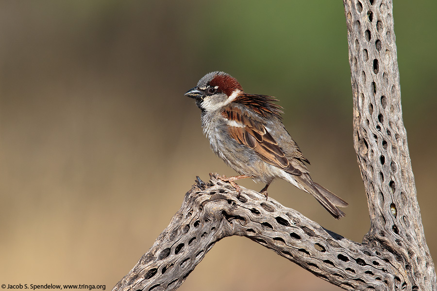 House Sparrow