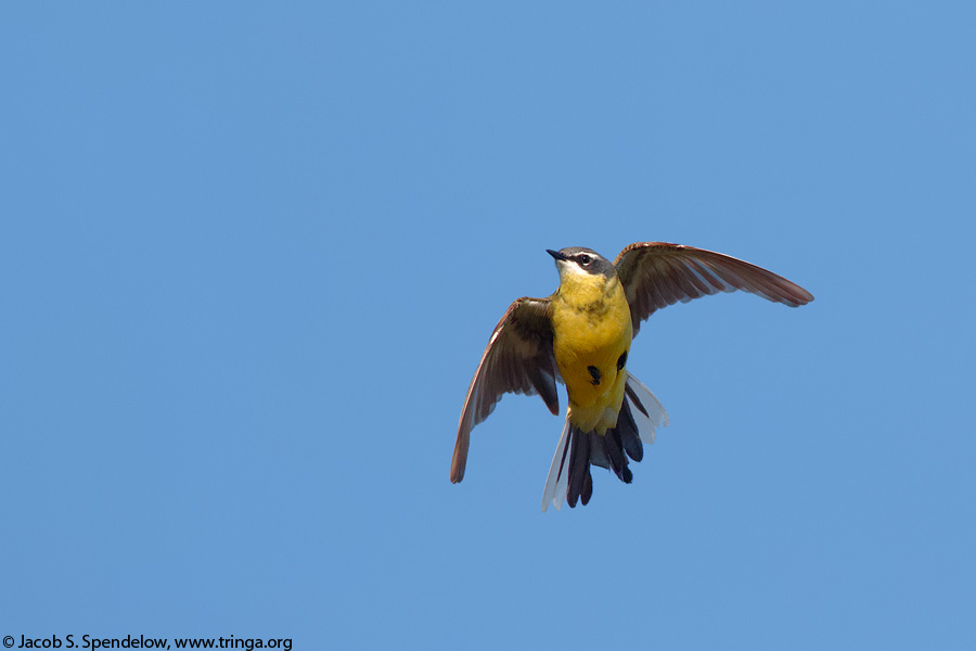 Eastern Yellow Wagtail