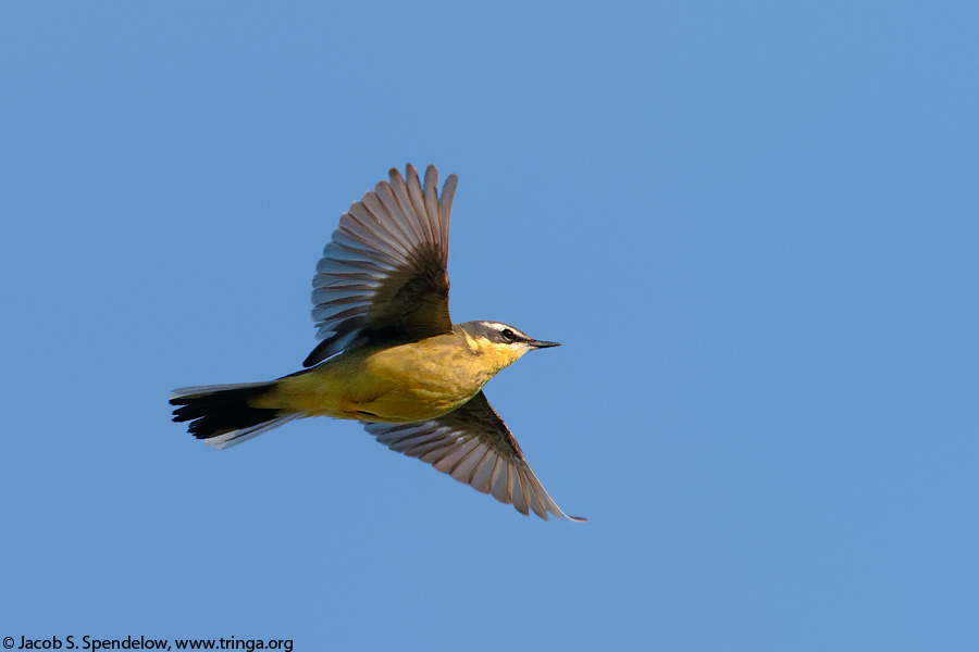 Eastern Yellow Wagtail