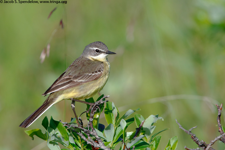 Eastern Yellow Wagtail