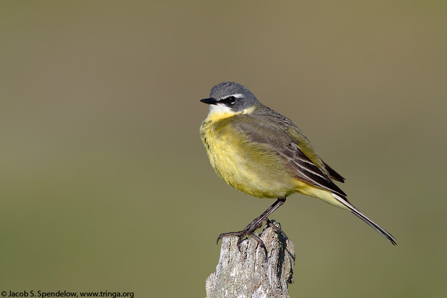 Eastern Yellow Wagtail